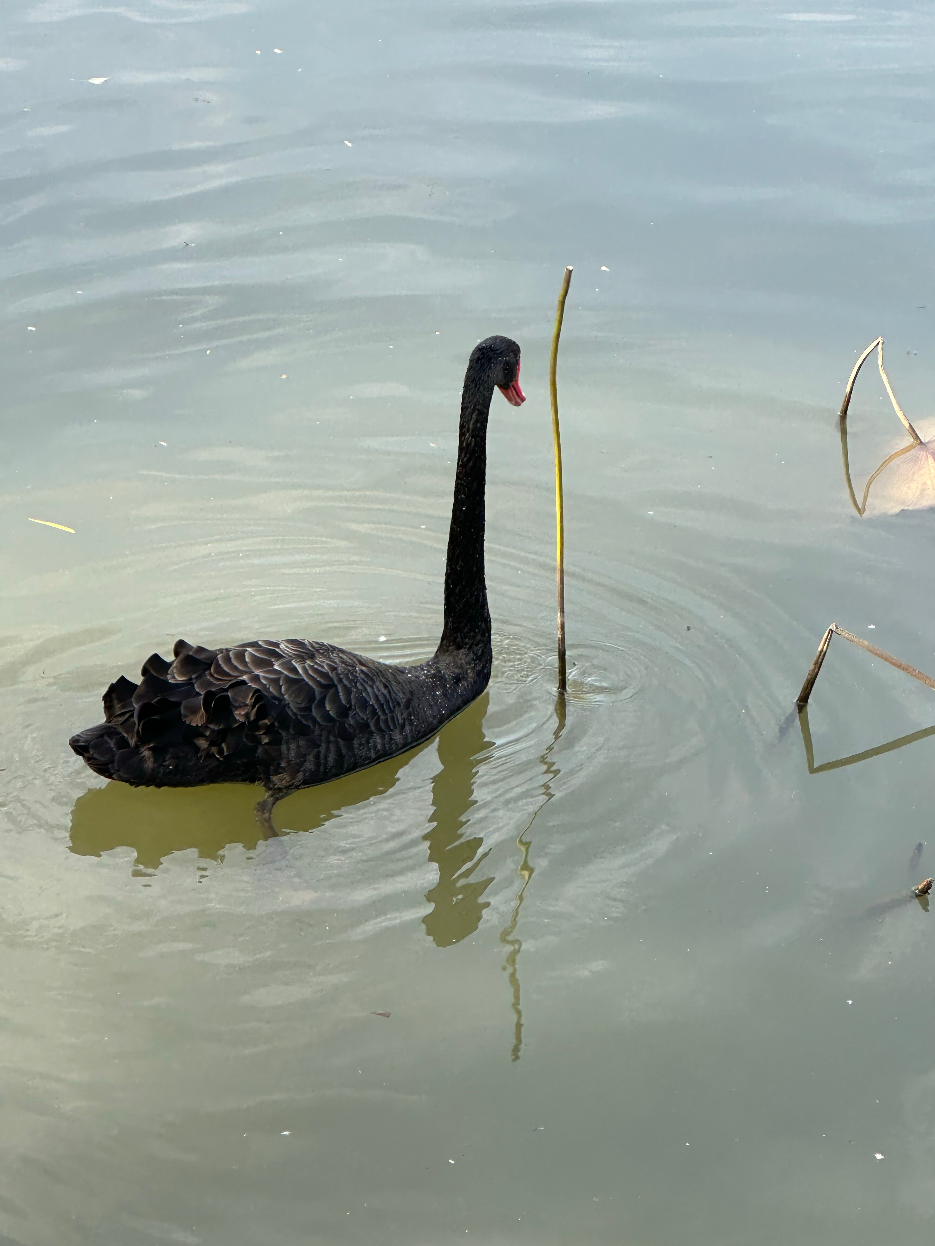 如果今晚能做到，就给自己一个微笑。如果没能做到，明天又是新的开始。最佳入睡时间和