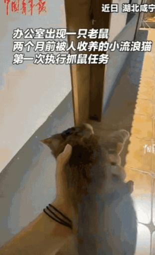 等。

血脉觉醒了！8月19日，湖北，一女子上班时，突然看到一只大老鼠。  
