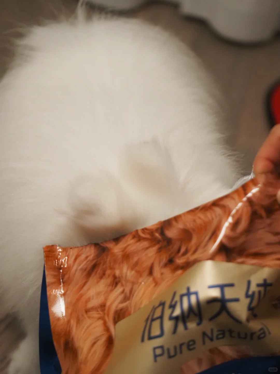 博美美颜进化史｜秃毛泪痕说拜拜