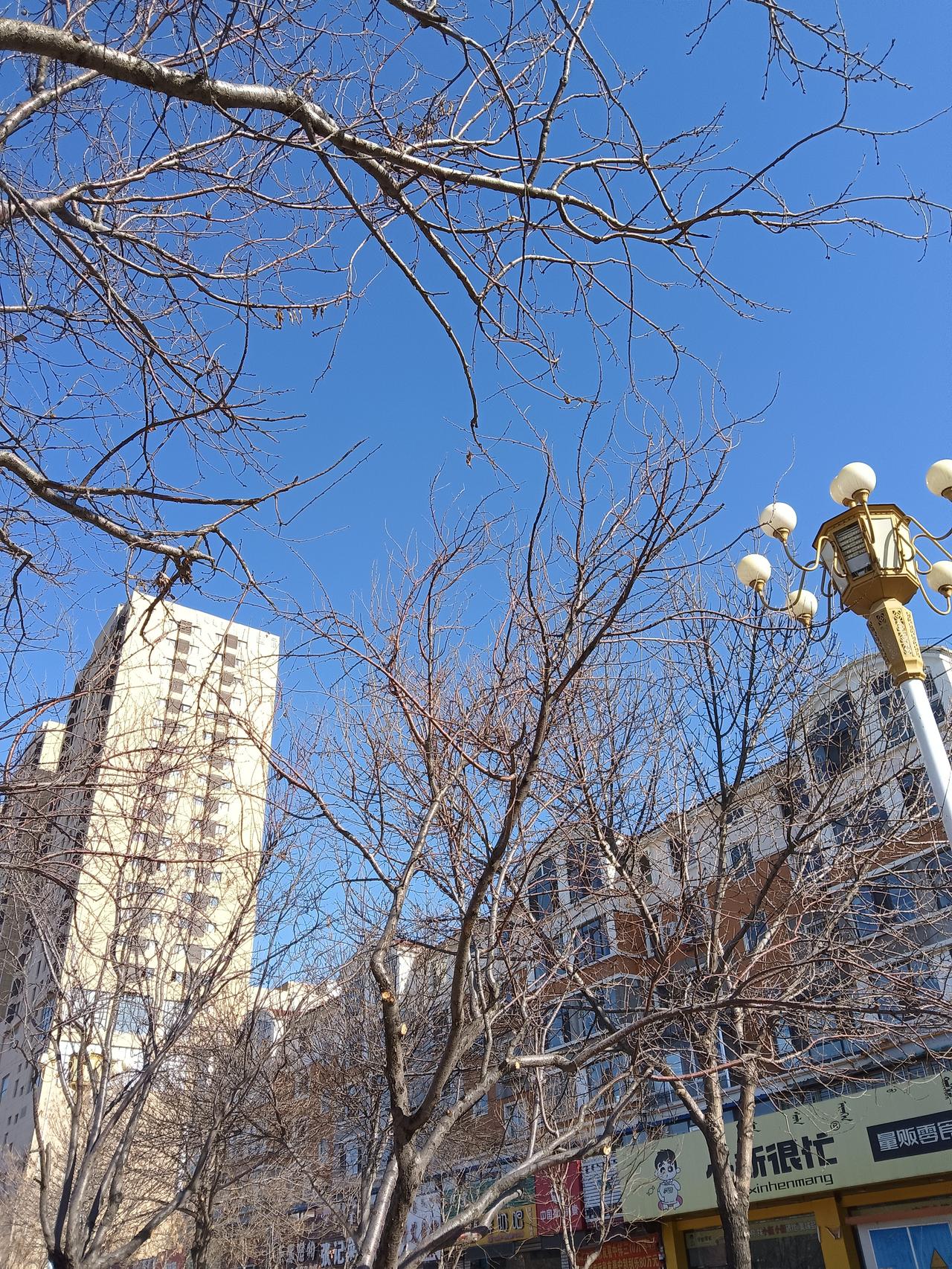 冬日暖阳下的城市街景，光秃秃的树枝与高楼相映成趣。