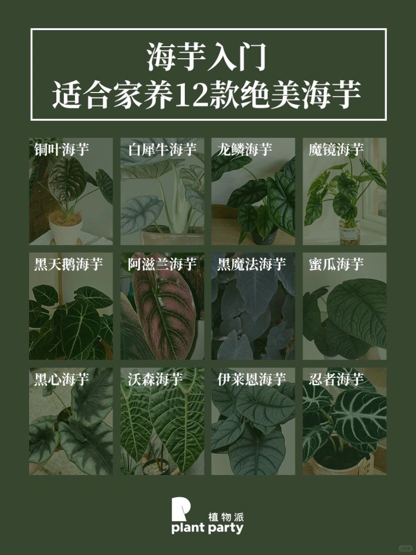 海芋入门☘️适合家养12款绝美海芋💕