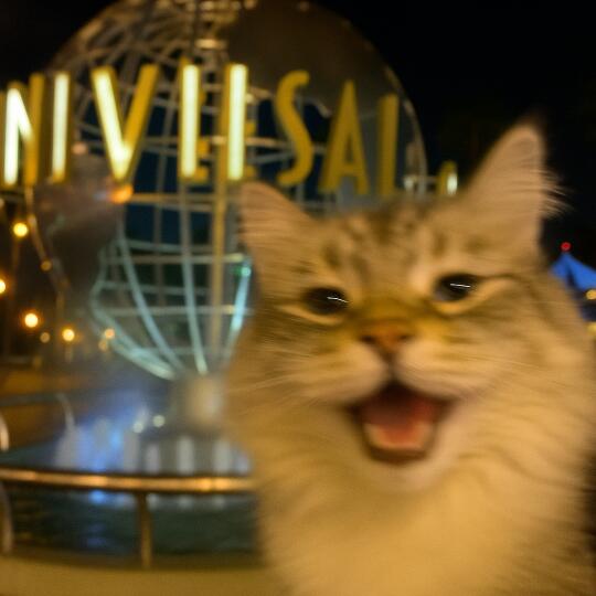 人！别太想咪 猫生是旷野啊啊啊！！！