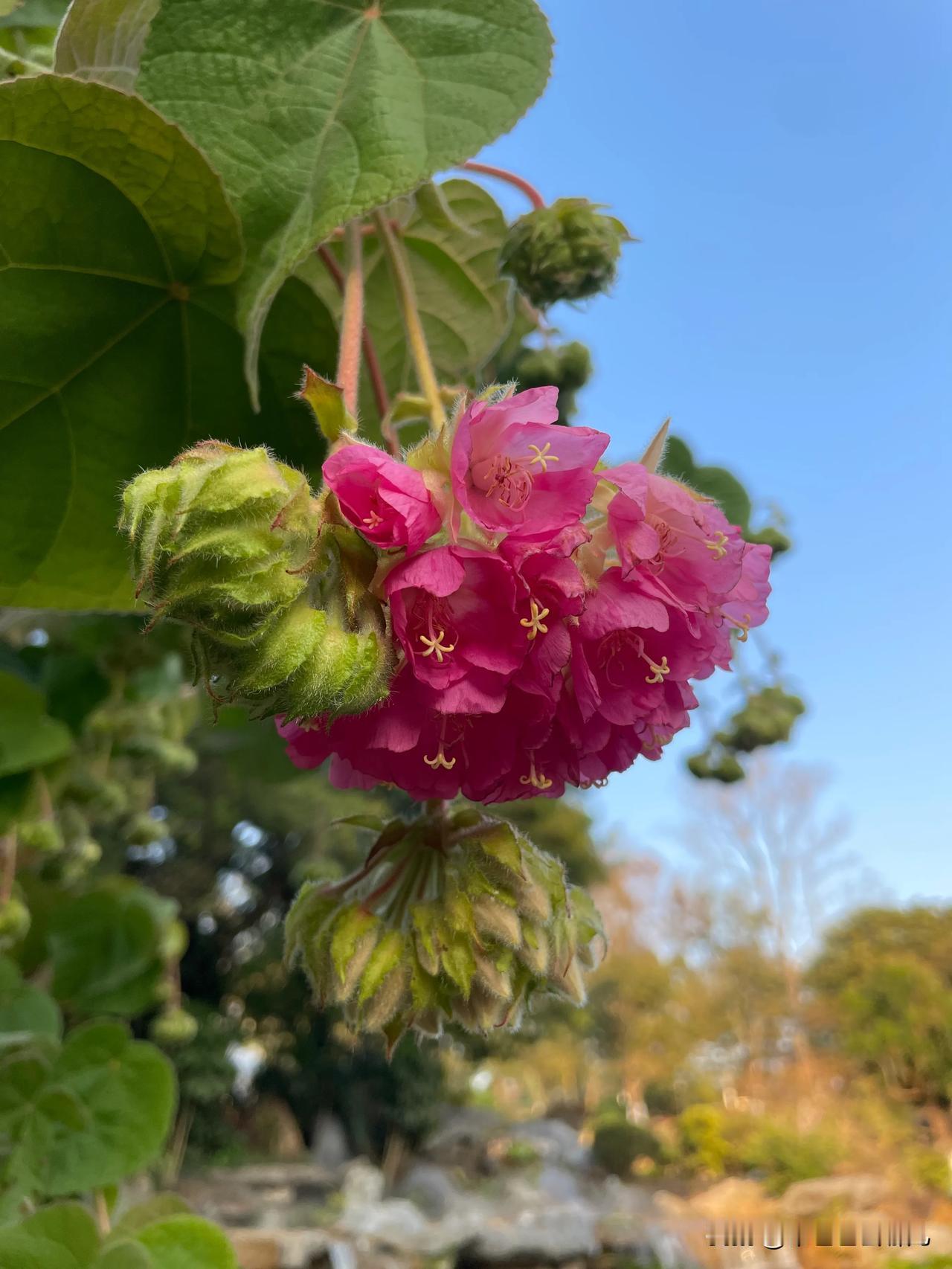 走进东莞植物园，邂逅一场春日盛宴。澄澈的湖水宛如明镜，在阳光的映照下，波光闪动。