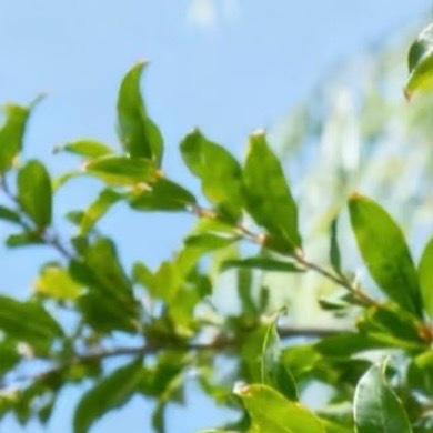 0000石榴种植：1. 选址：光照足、排水好，微酸至中性土，施足底肥。2. 种植