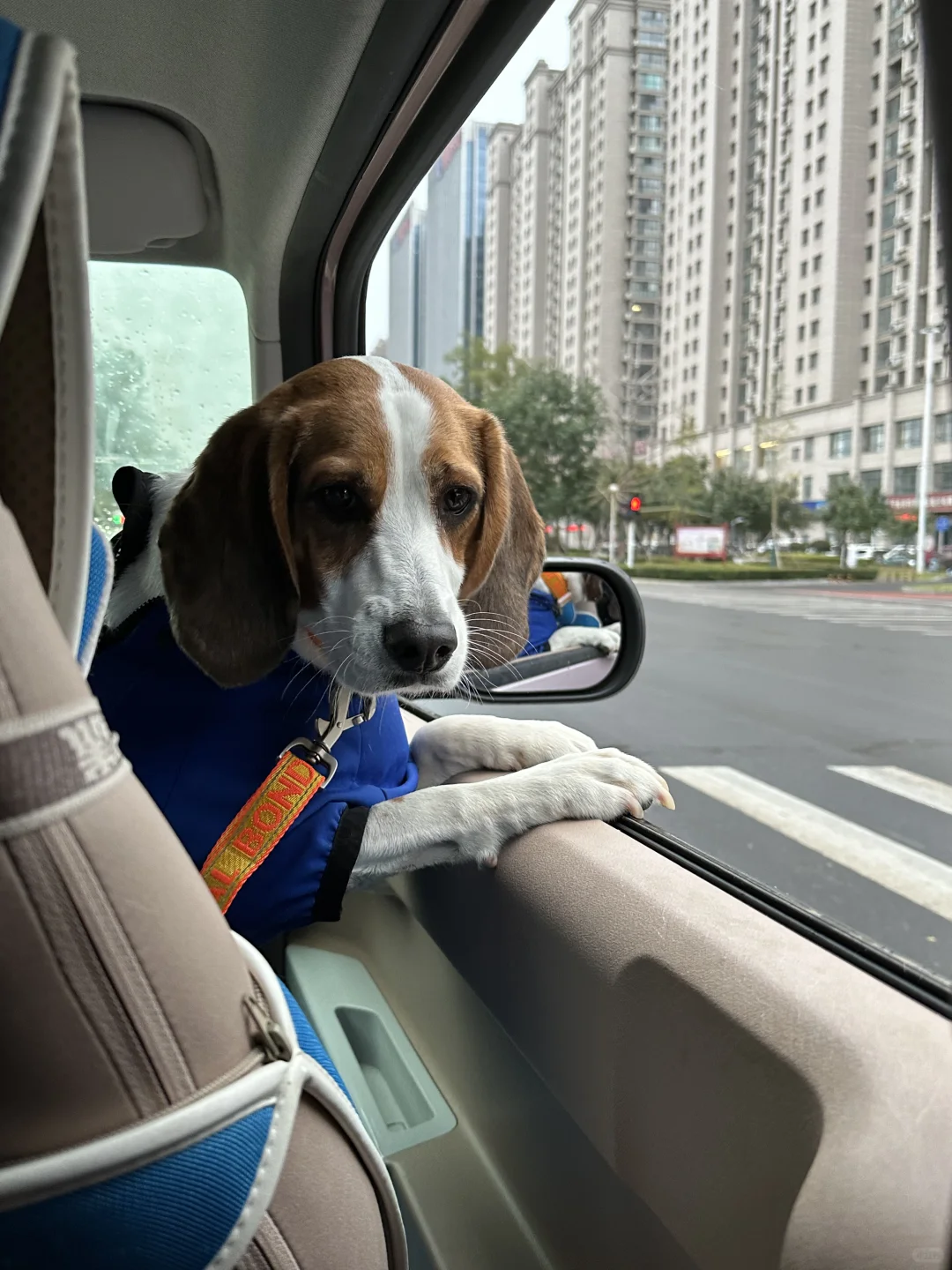 小比开车中🚗请系好安全带
