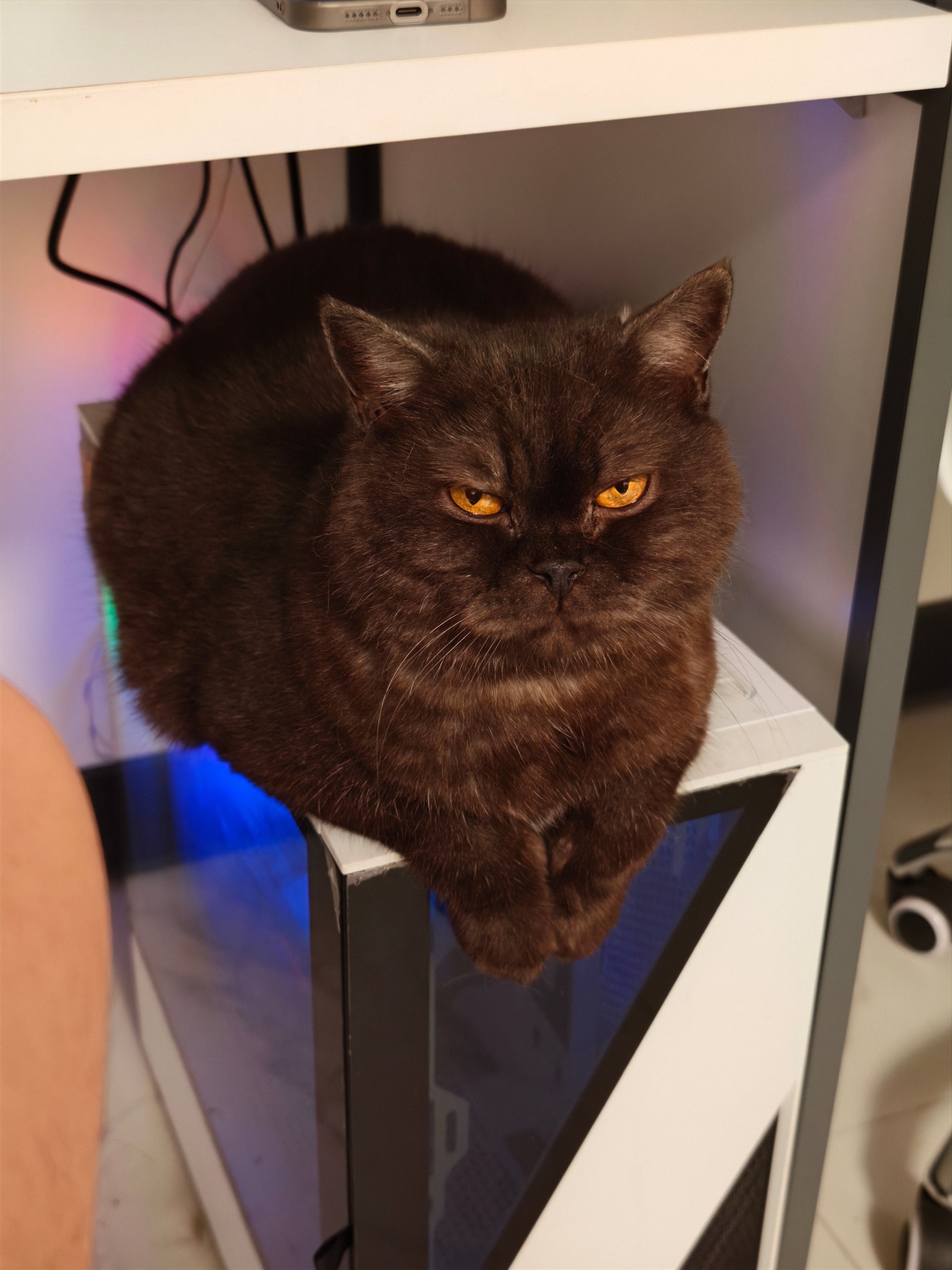 这家伙越看越拽，这是怎么回事？黑猫