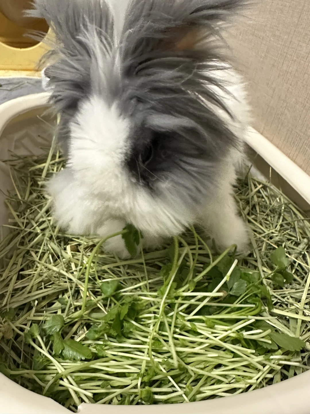 今天吃豌豆苗和他妈妈采的野芹菜