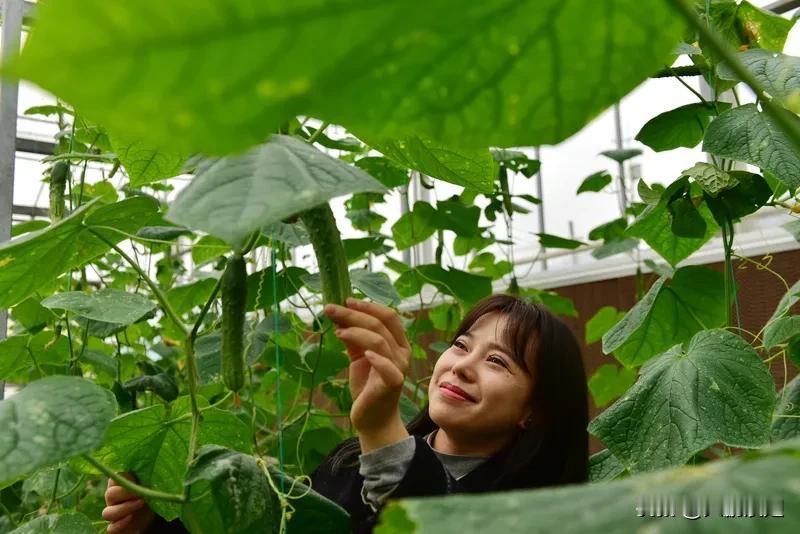 黄瓜重茬影响产量确实是个头疼的事。就像我之前种黄瓜，一块地连续种了几年，产量越来