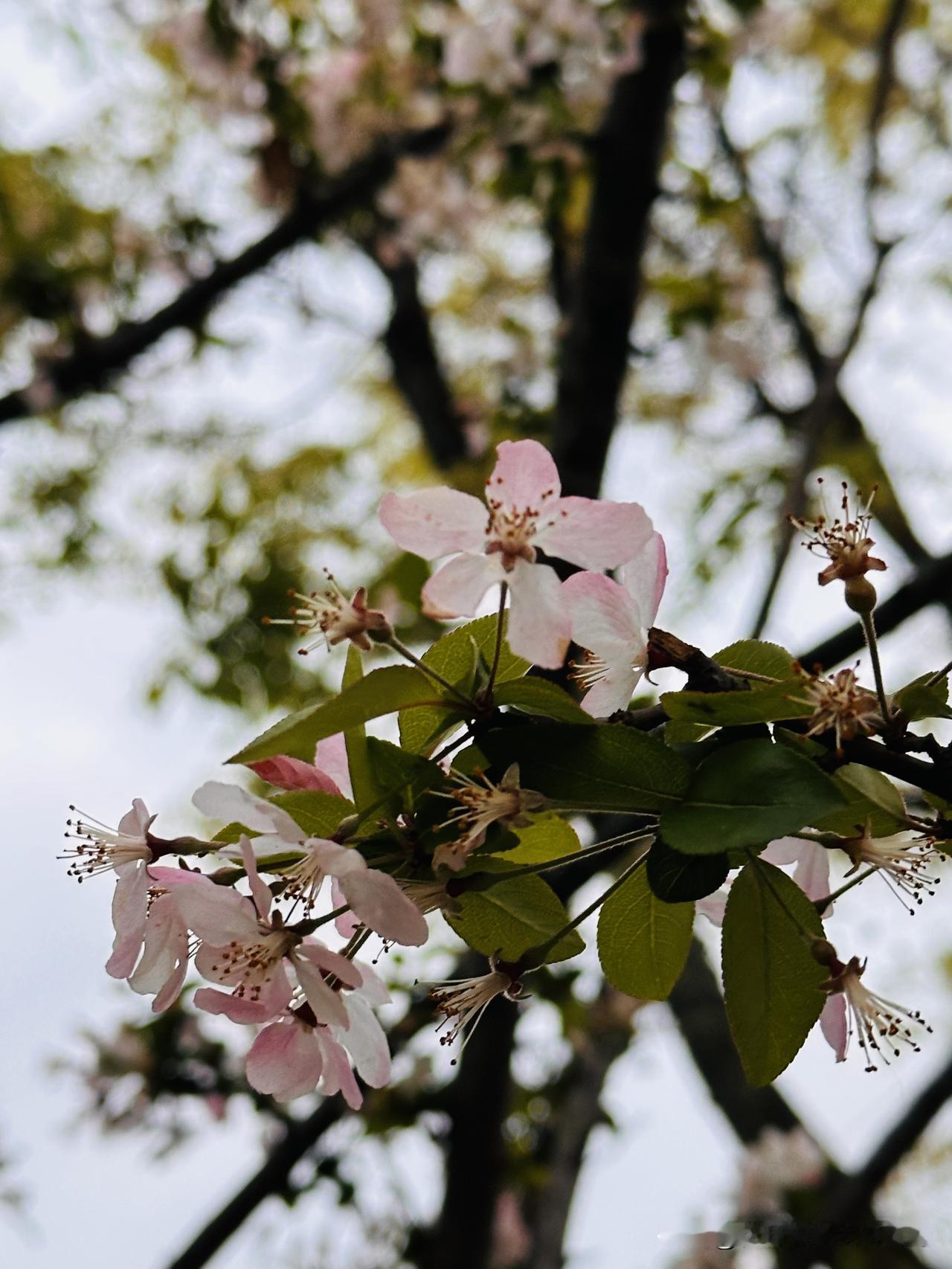 路边桃花依旧开，成都的天气依旧阴霾，跑跑步吧，跑步治愈一切！桃花 跑步治愈一切 