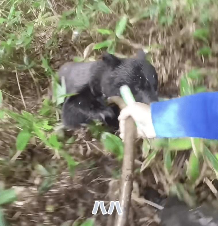 日本「熊害」问题日益猖獗，岩手县一名曾与野熊拼死肉搏而生还的59岁居民，近年凭借
