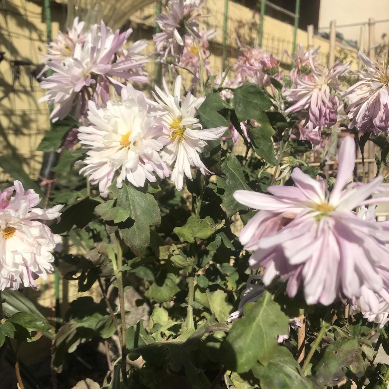 晋陶渊明独爱菊。原来对这句话没有体会，只到家中养了几盆菊花，才有一点点的理解。陶