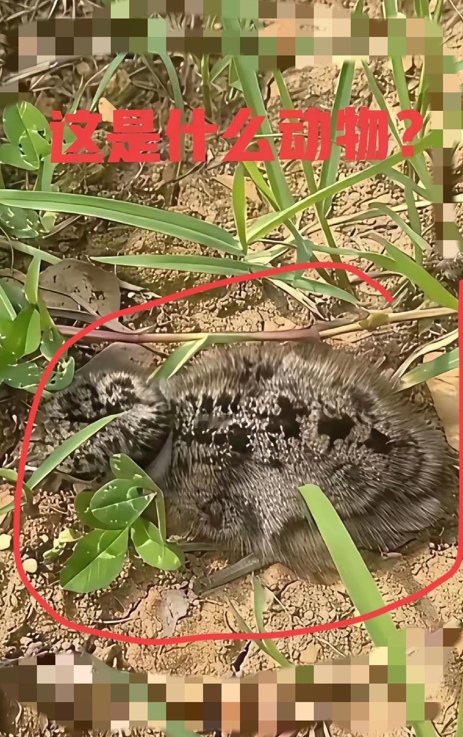南山草丛遇"神秘睡客"，不乱动才是真清醒！
 
       昨天爬南山，草丛里
