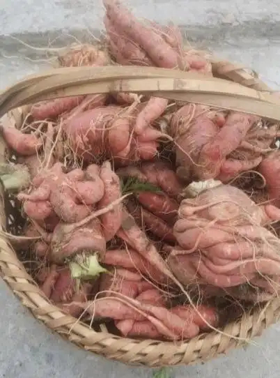 这是什么品种的胡萝卜，感觉有点乱 