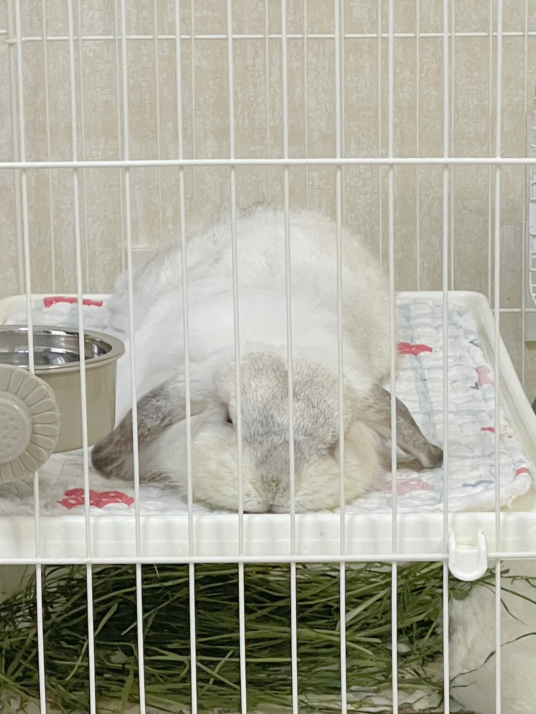 一条午睡年糕悠😴