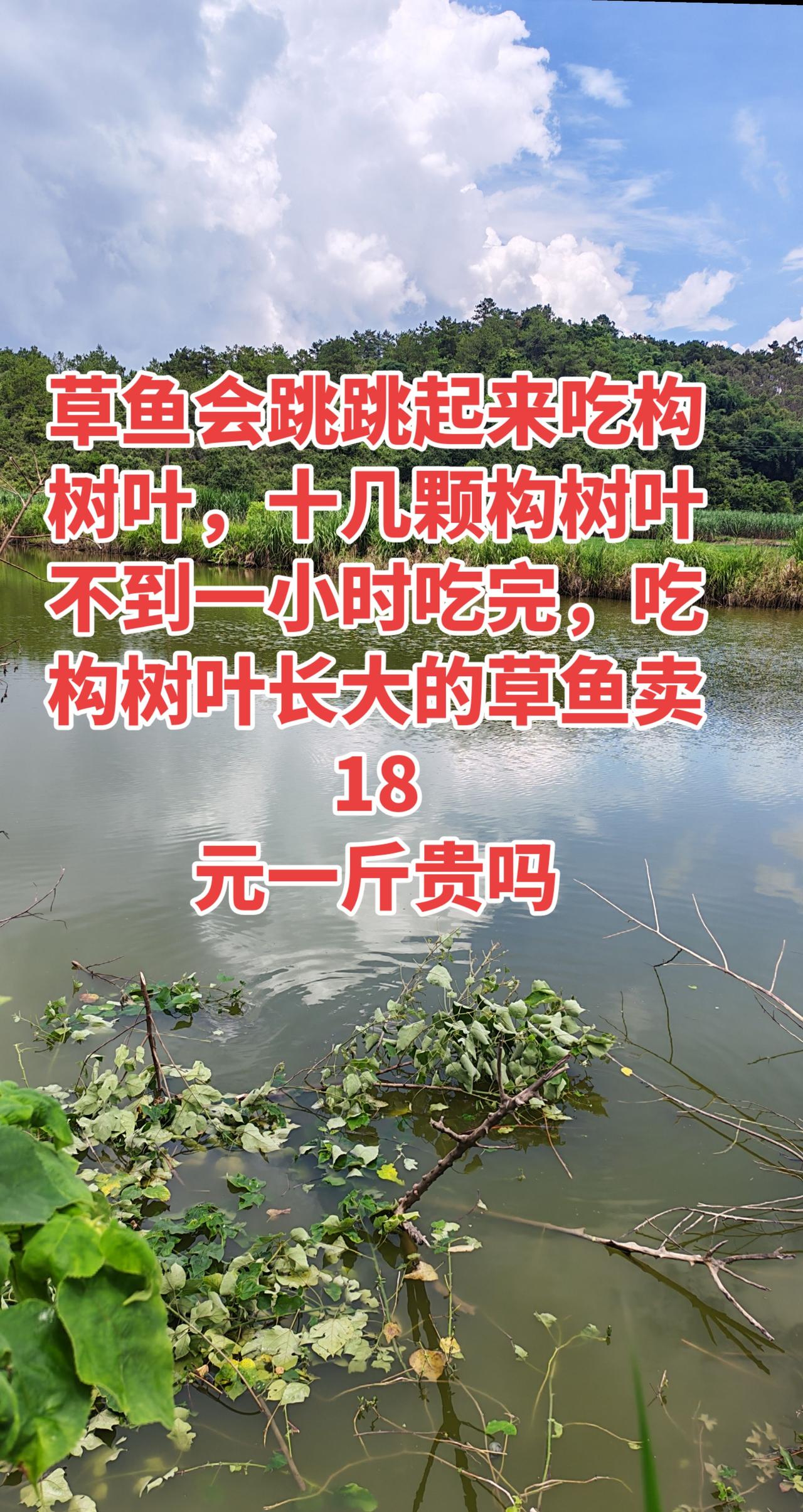 构树叶长大的鱼18元一斤，贵不贵养鱼 养鱼日记 农村生活