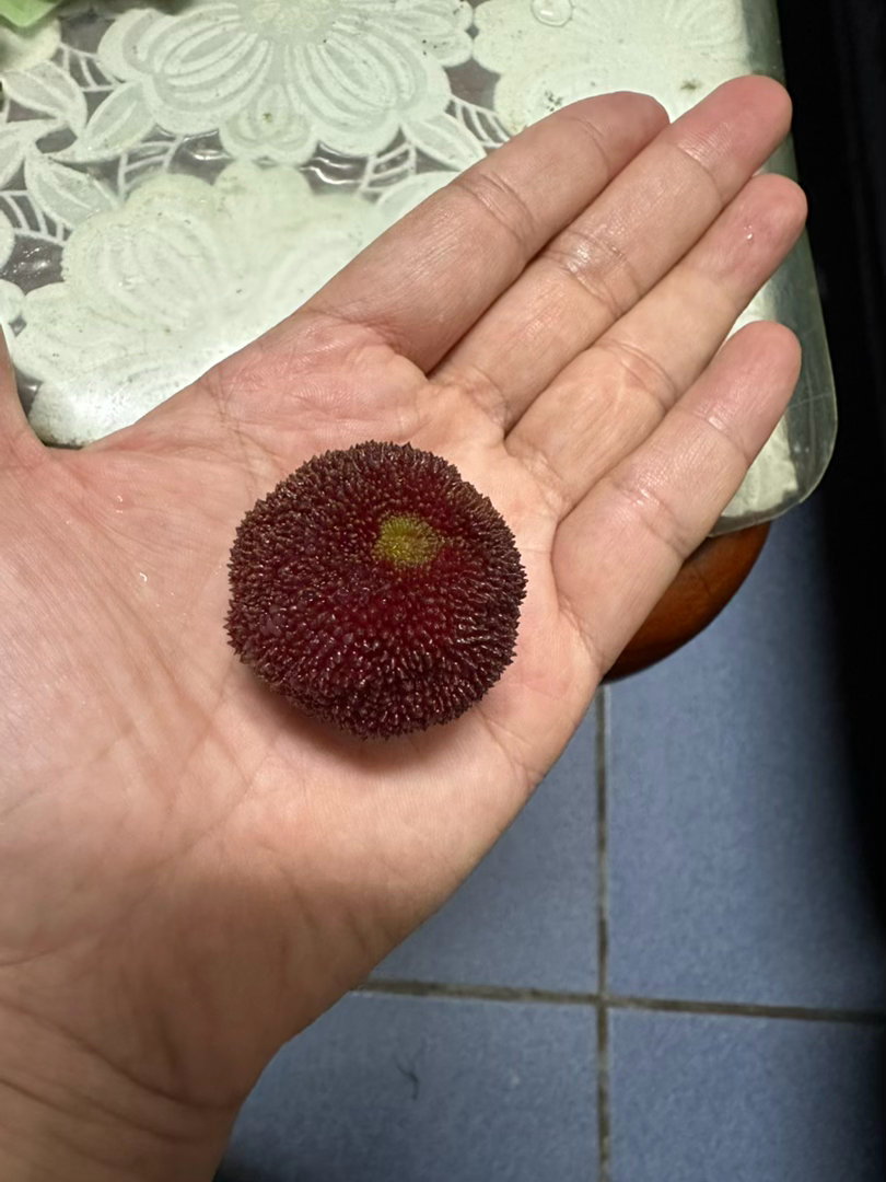 生活手记今天分进不去，只到日常走走啊。 好大的杨梅，本没跟到，感谢同事让我一盒，