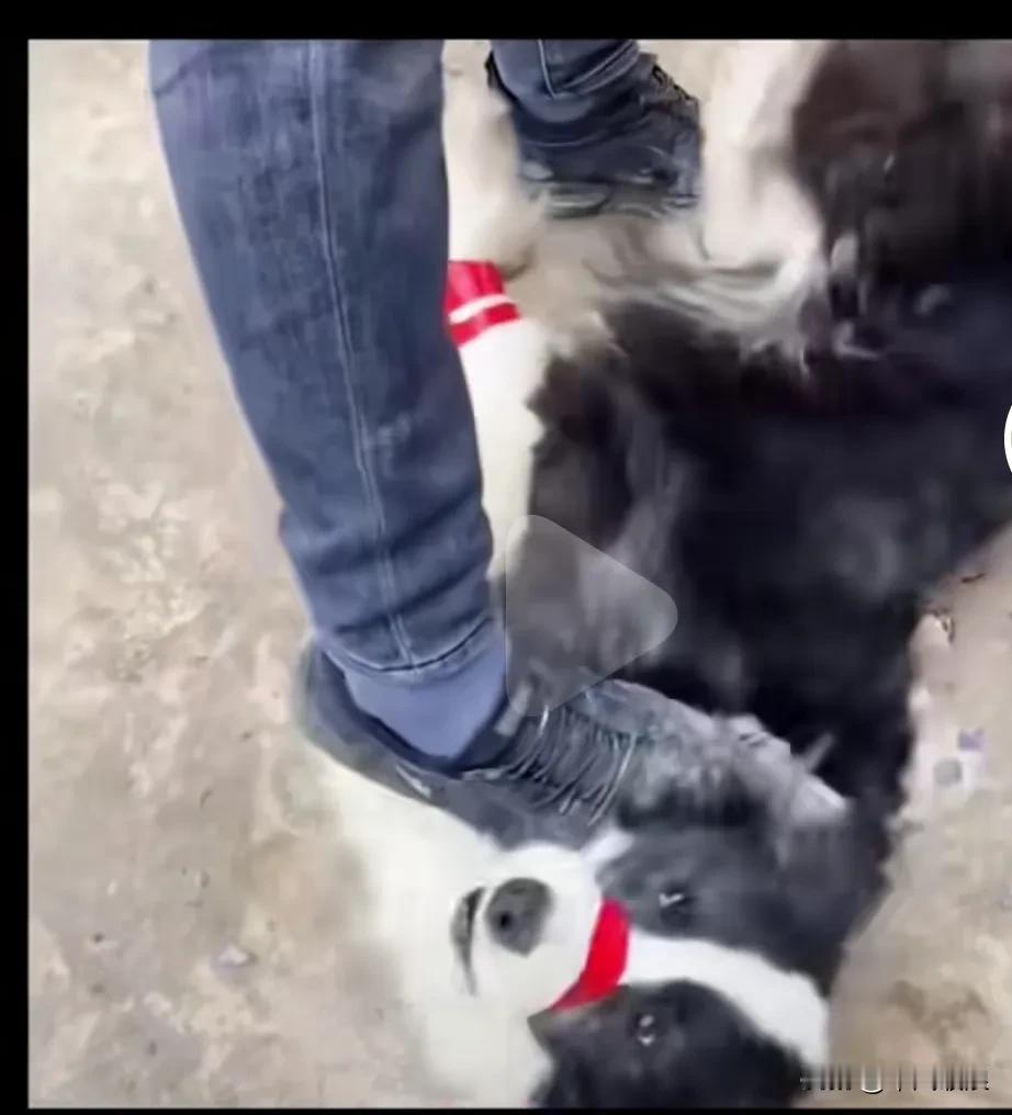 主人想把自己养了多年的狗狗宰杀吃掉，把狗按倒在地上用一只脚踩在它的头上，用胶帶封