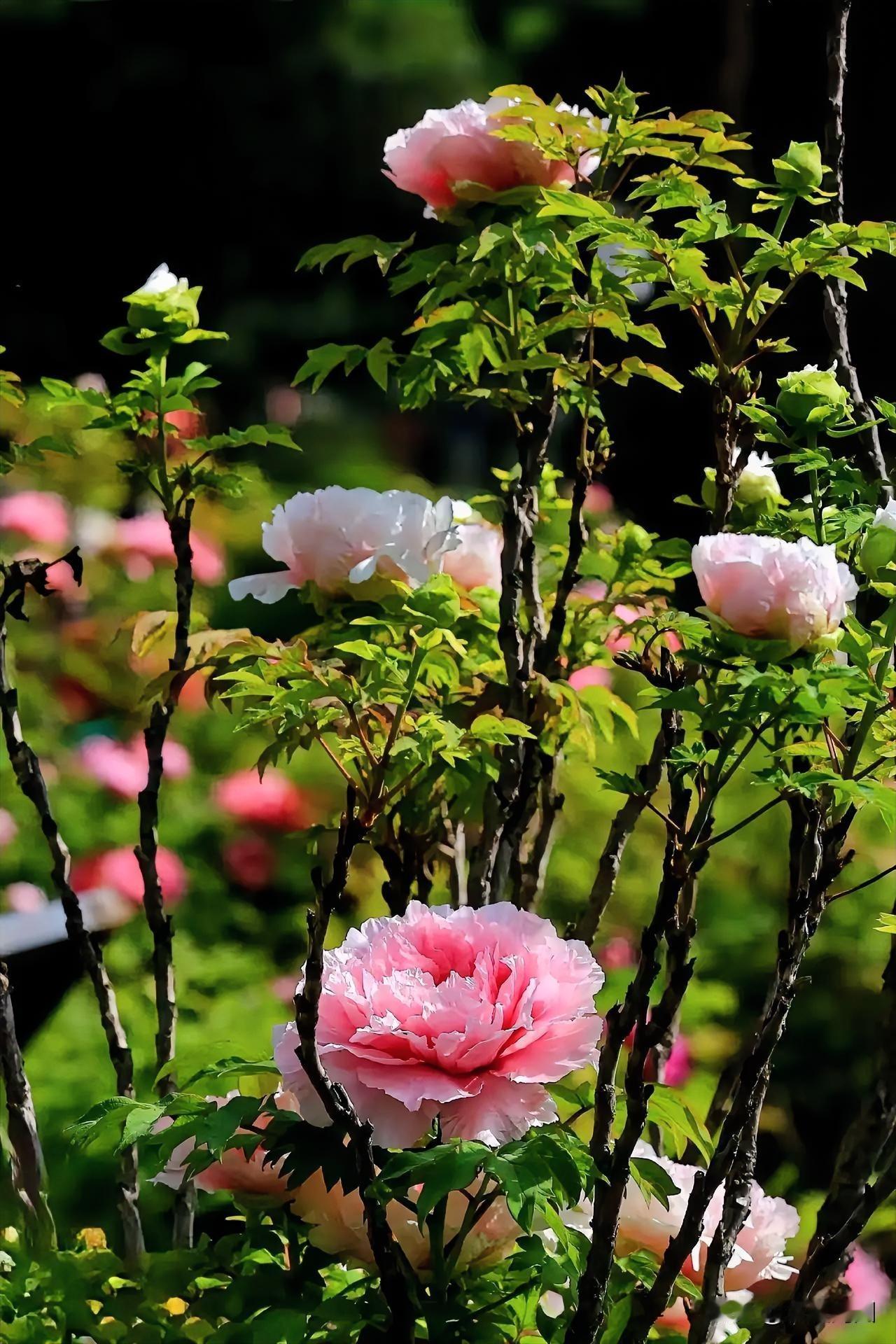 粉嫩的花朵竞相绽放，春意满盈，景致美不胜收！🌸🌸🌸
春天的美丽花海 春日绝