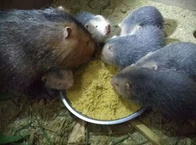 在农村养殖竹鼠能赚钱吗？

养殖竹鼠都是在农村，能不能赚钱？当然能赚钱，但也有亏