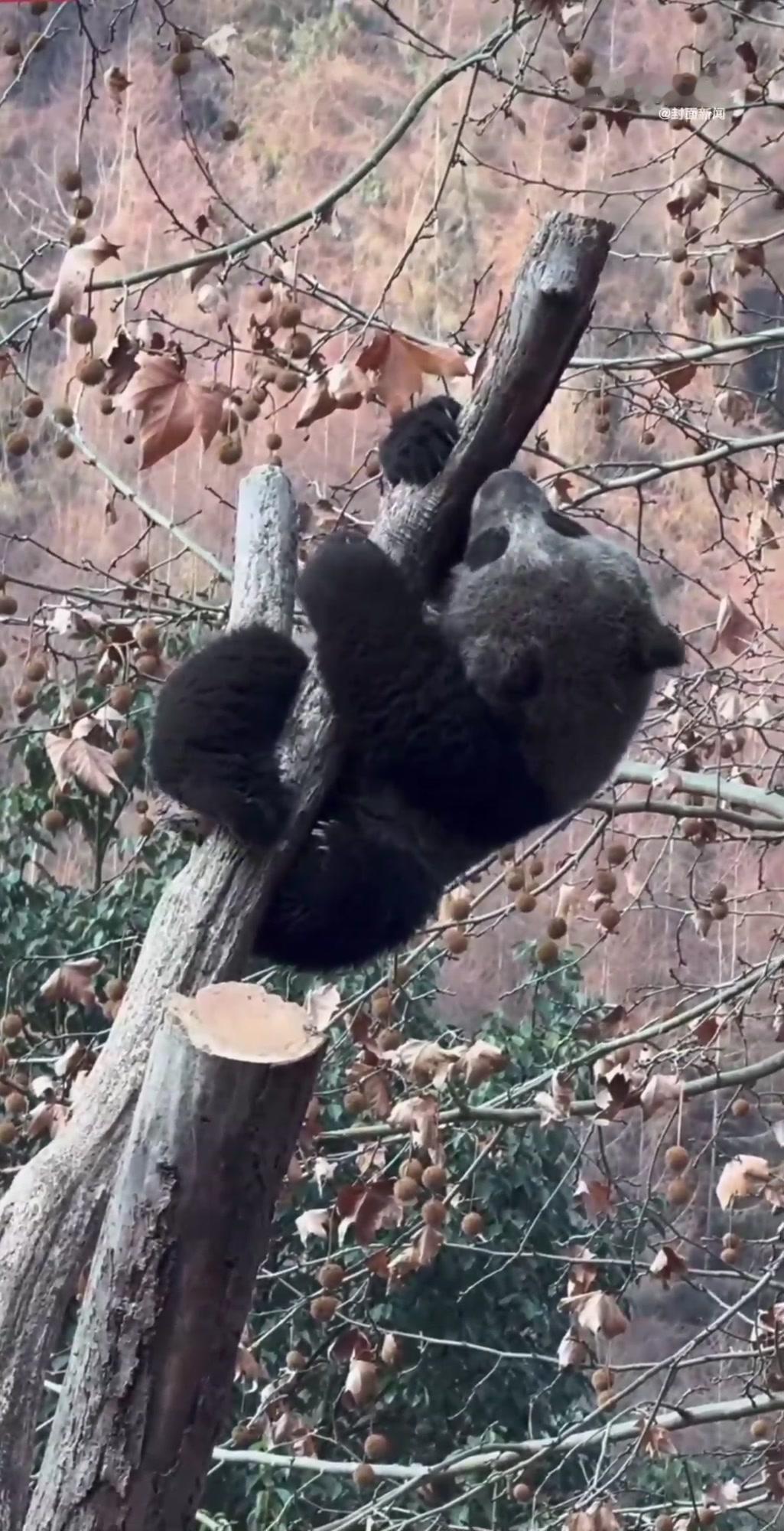 卧龙熊猫 “苏锦崽” 黢黑爆红，网友：这是 cos 黑熊吧？
谁能想到，熊猫界居
