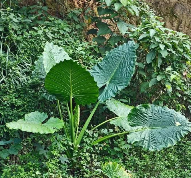 悲剧还是发生了！2 岁宝宝差点丢了命！

5 月 30 日广东深圳报道，一名 2
