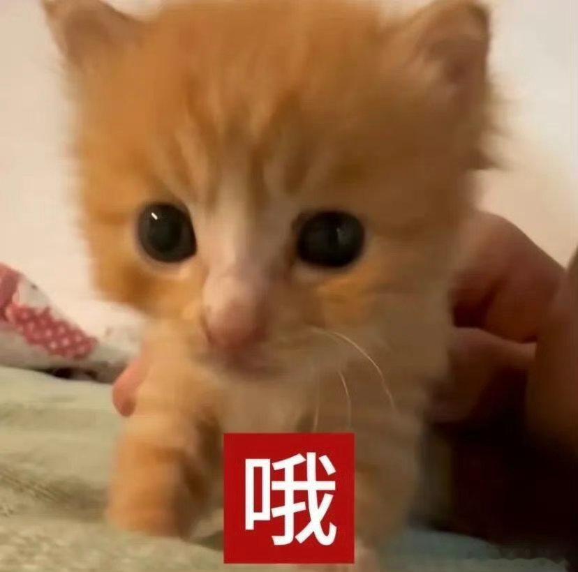 冷笑话*如果说两个人高中魅力就很大了的话，上了大学更是魅力无限。比起路星辞来说，