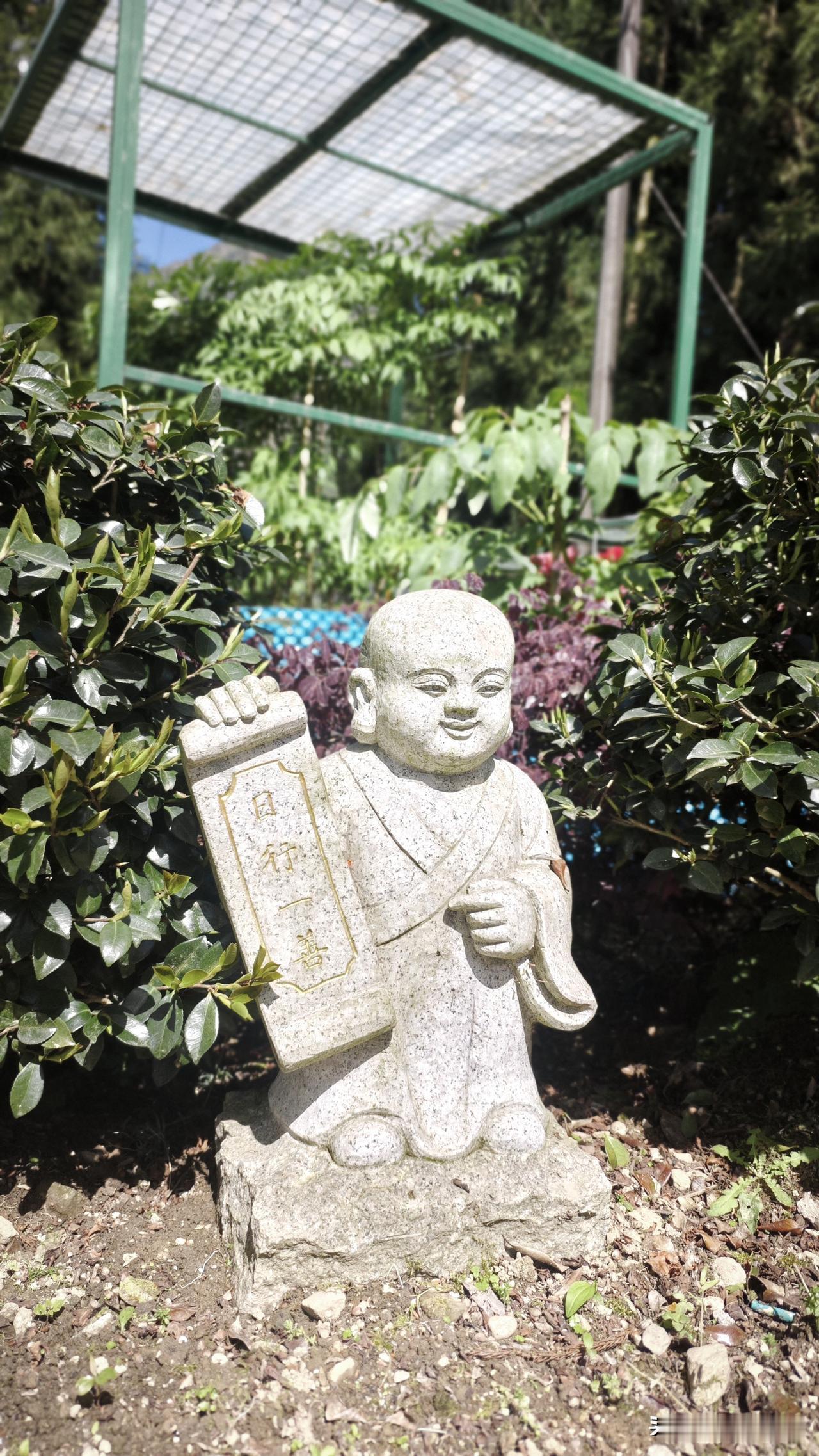 晒图笔记大赛寺庙的牡丹和佛像。