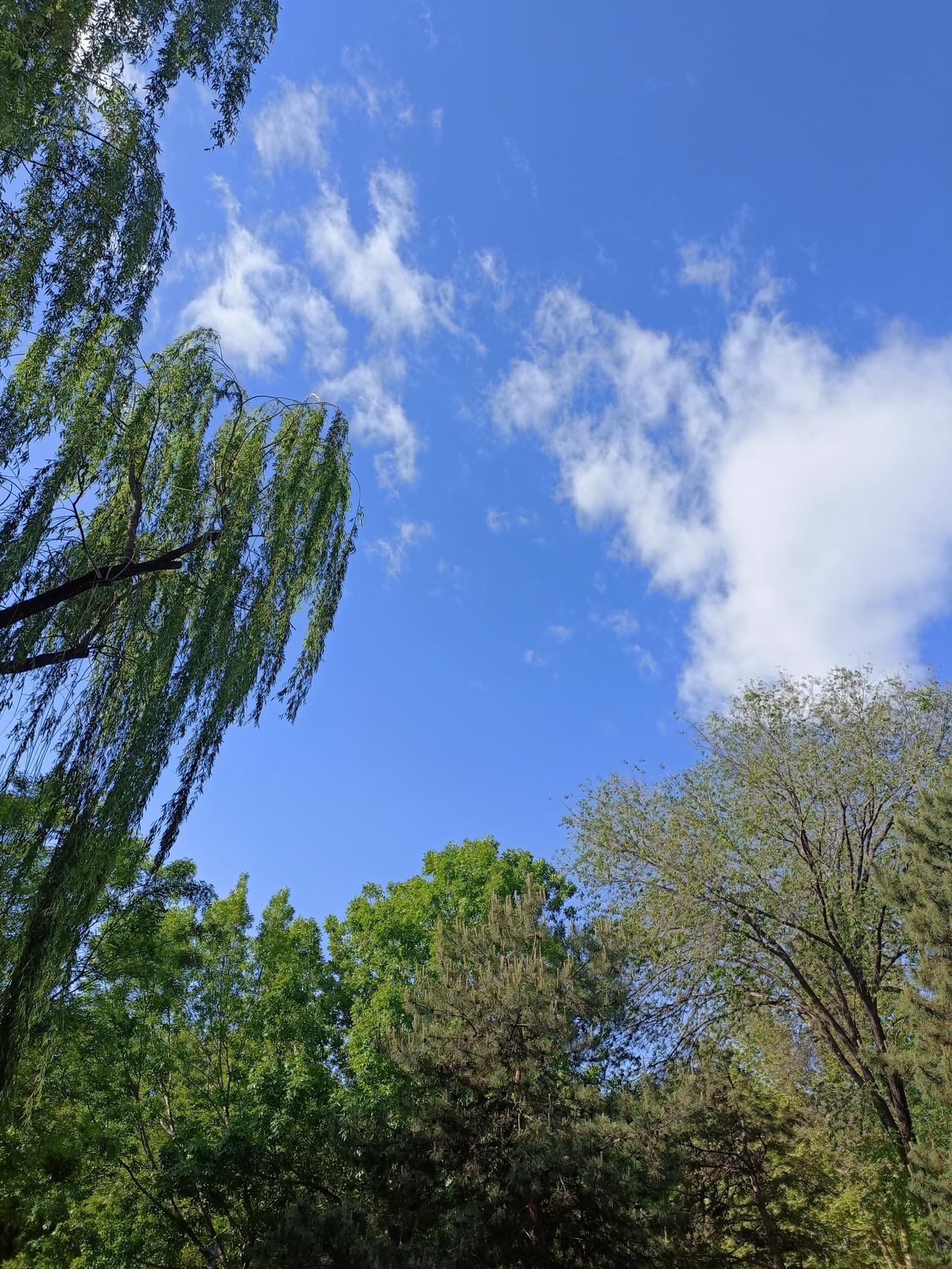 春日生活打卡季 这两天观察云的走向还挺有意思。春日里的云就像一群调皮的孩子，自由