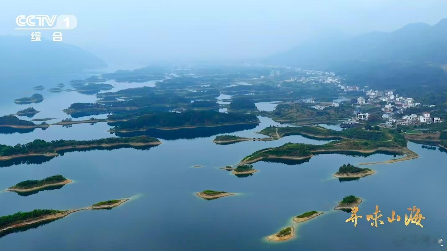 湖北有种会飞的牛肉家人们谁懂啊！湖北仙岛湖的阳新屯鸟太绝了，外形似鹅非鹅、似鸭非