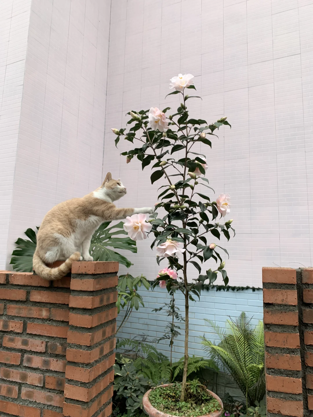 摸一下这个花真不真