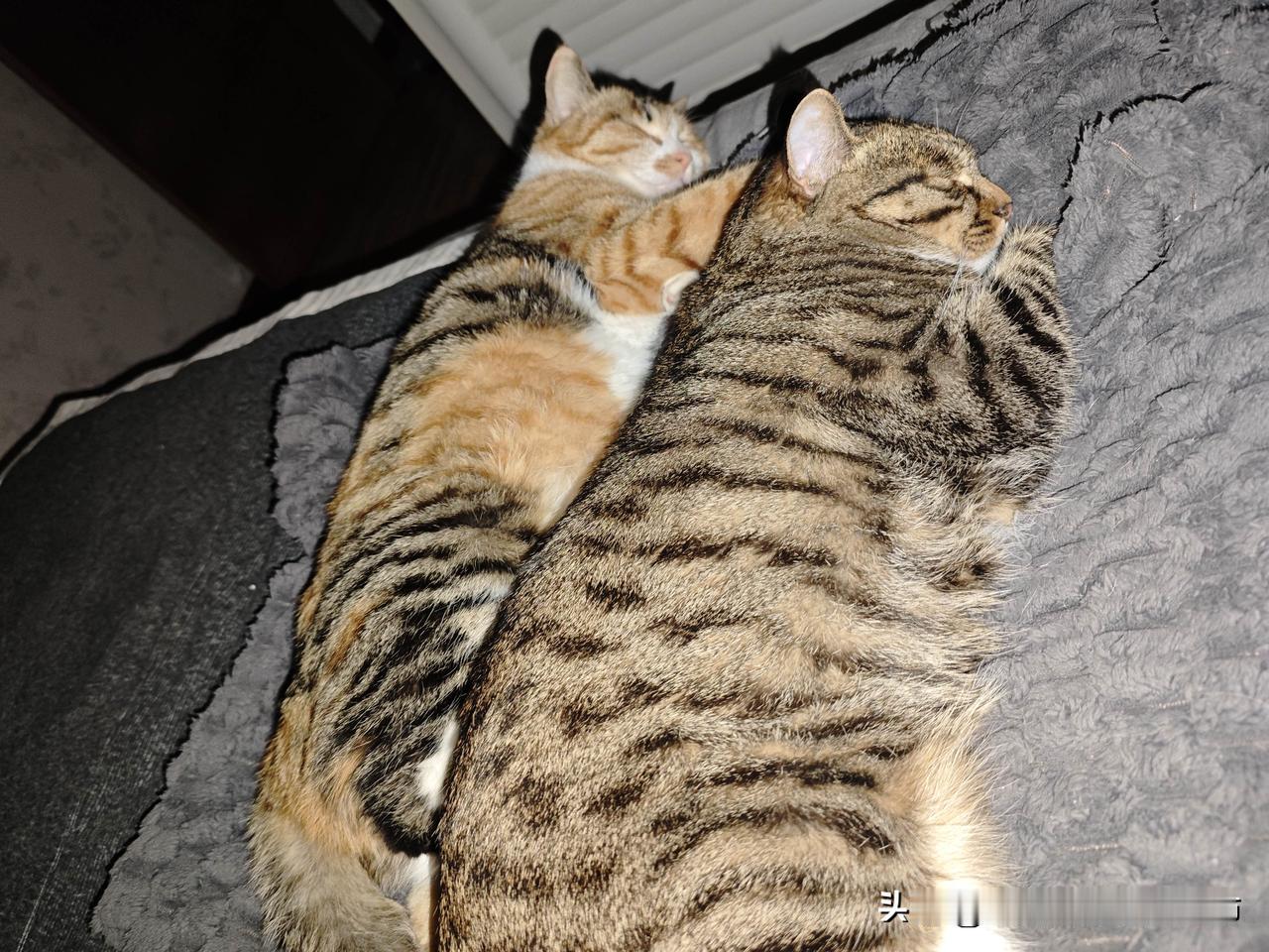 今年冬天的不同今年冬天，总觉得和往年有些不一样，想来想去，不过是家里多了两只小猫