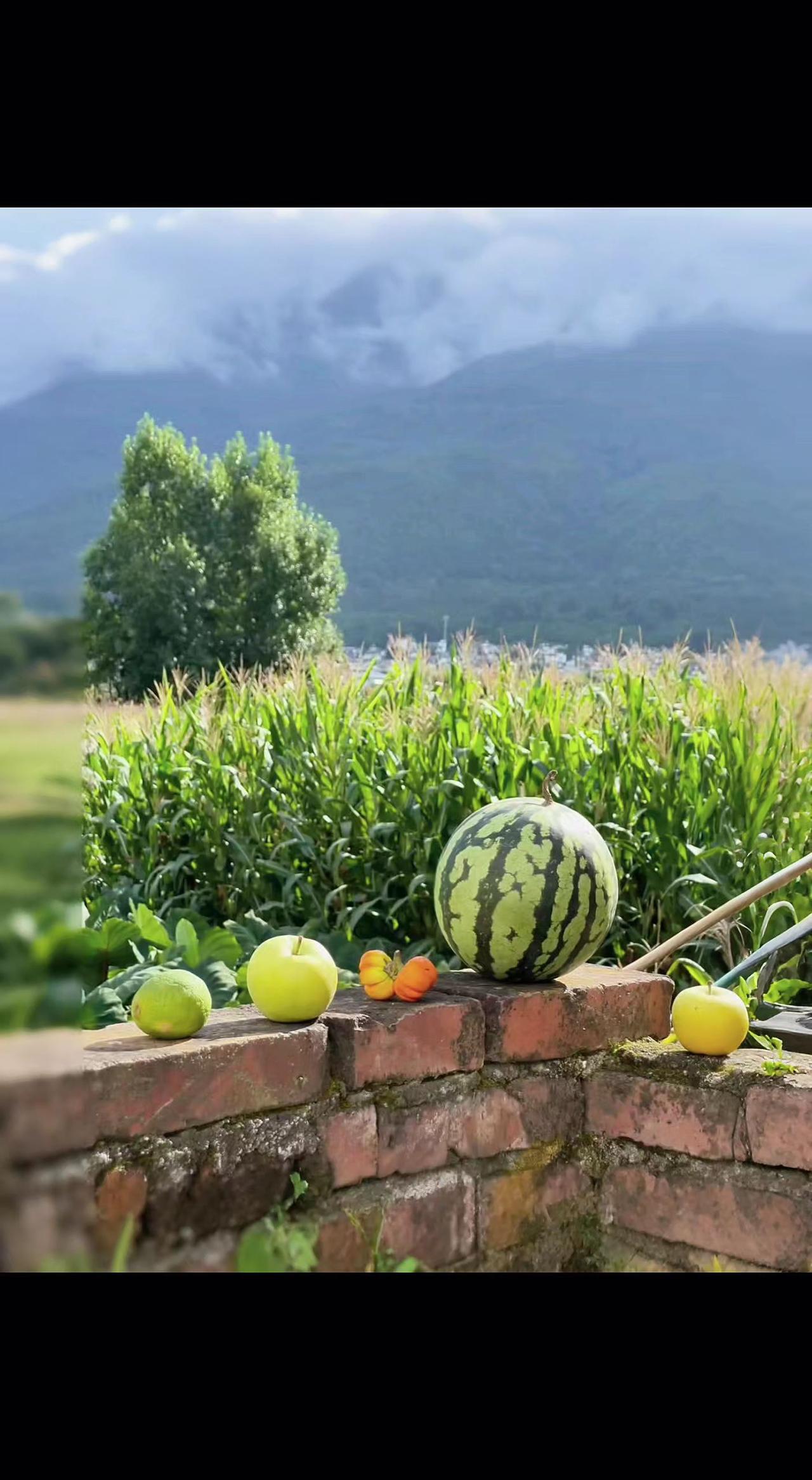 🌿瓜果在砖墙歇脚，远山云雾偷喝了阳光🍉。日子是熟透的甜，藏在玉米叶的褶皱里?