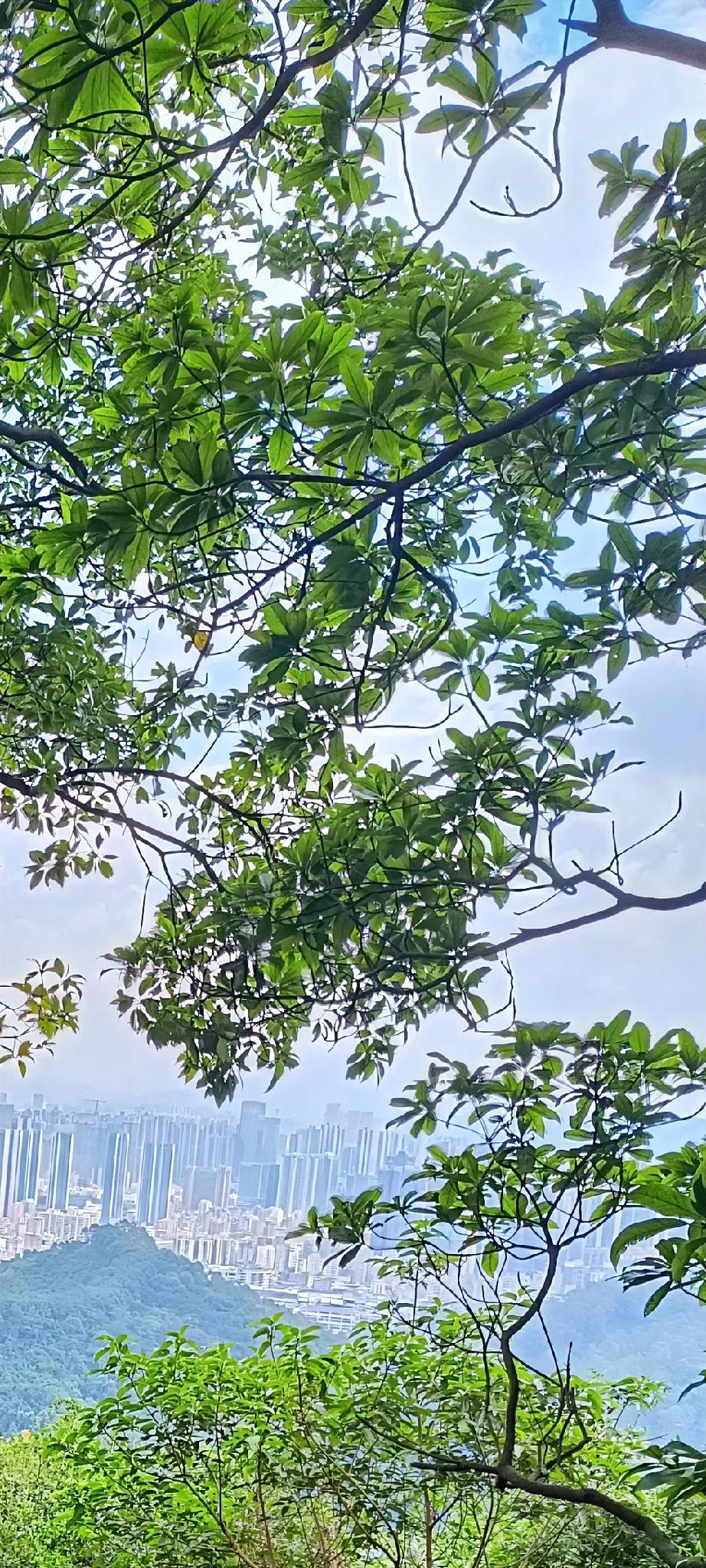 拍一张你所在城市最美的景色闲暇之余，拾阶登上久违的阳台山，群山峻岭风光尽收眼里。