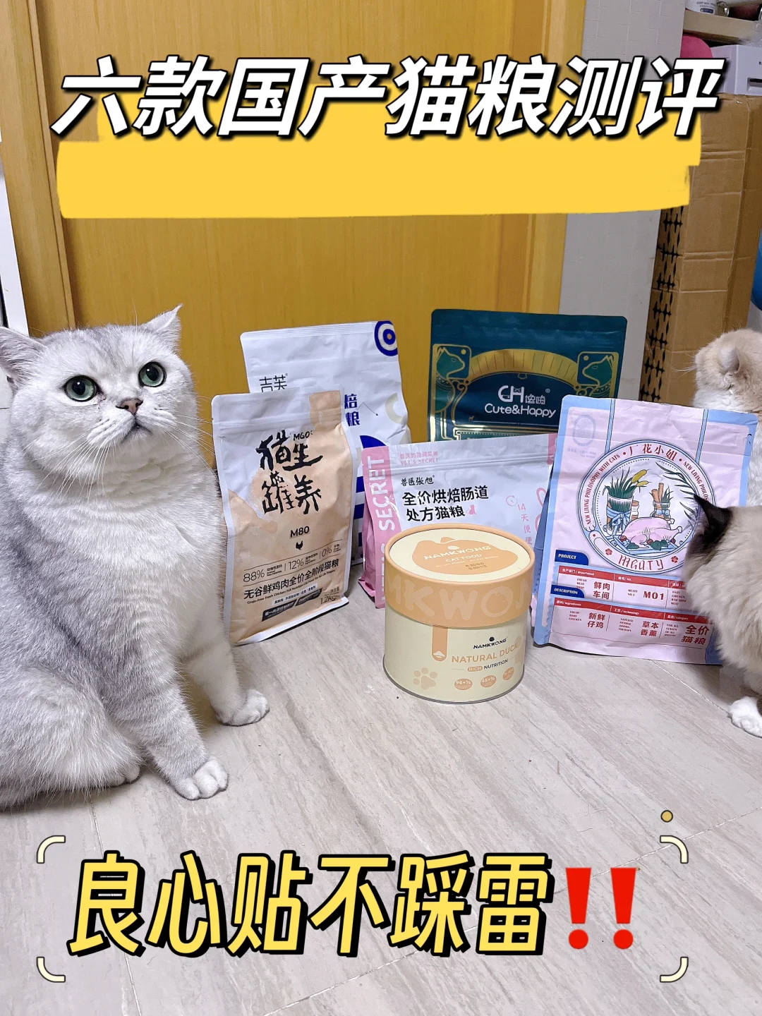 10年8只猫的养猫大户真实测评