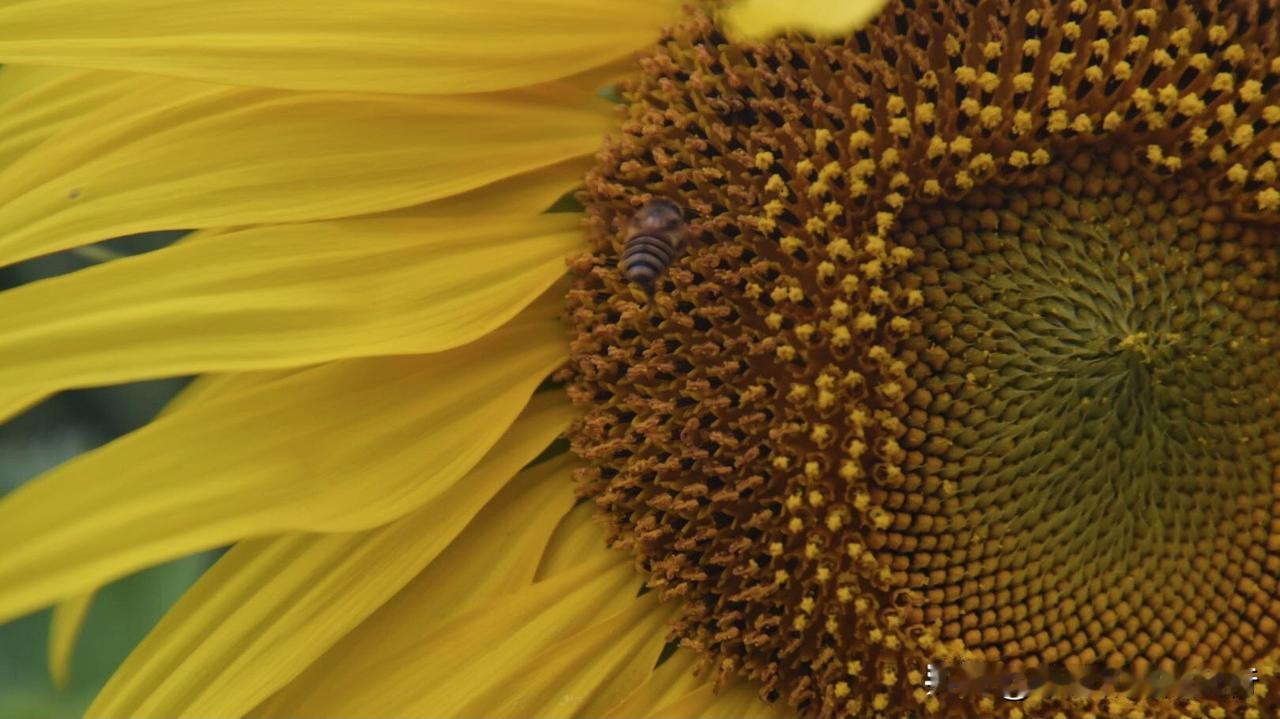 晒图笔记大赛北方刚迎来春暖花开，南方已嗅到初夏的气息，分享一组向日葵花海，赏心悦