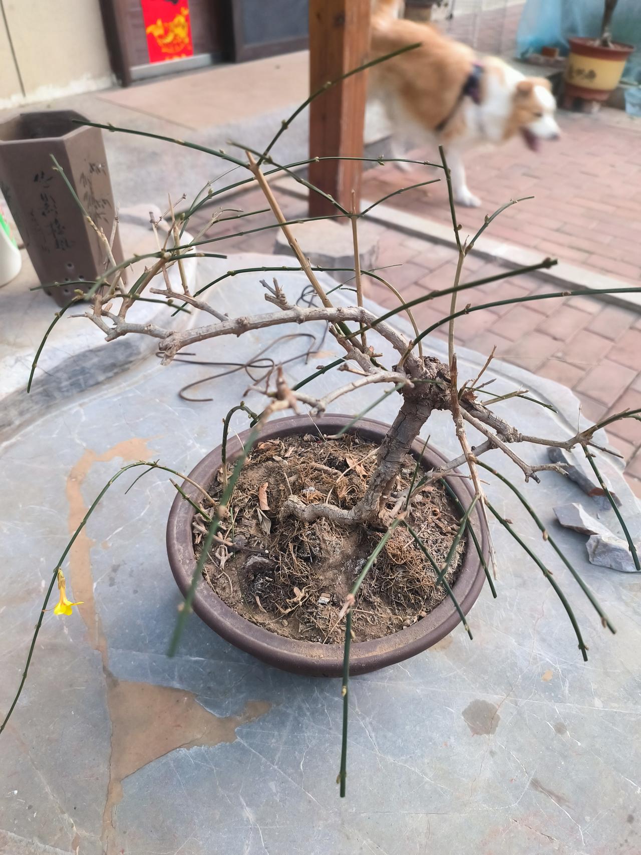 去年可不是这样，去年开了上百多，密密匝匝。儿子居然用手机拍摄下来开放的过程，前前