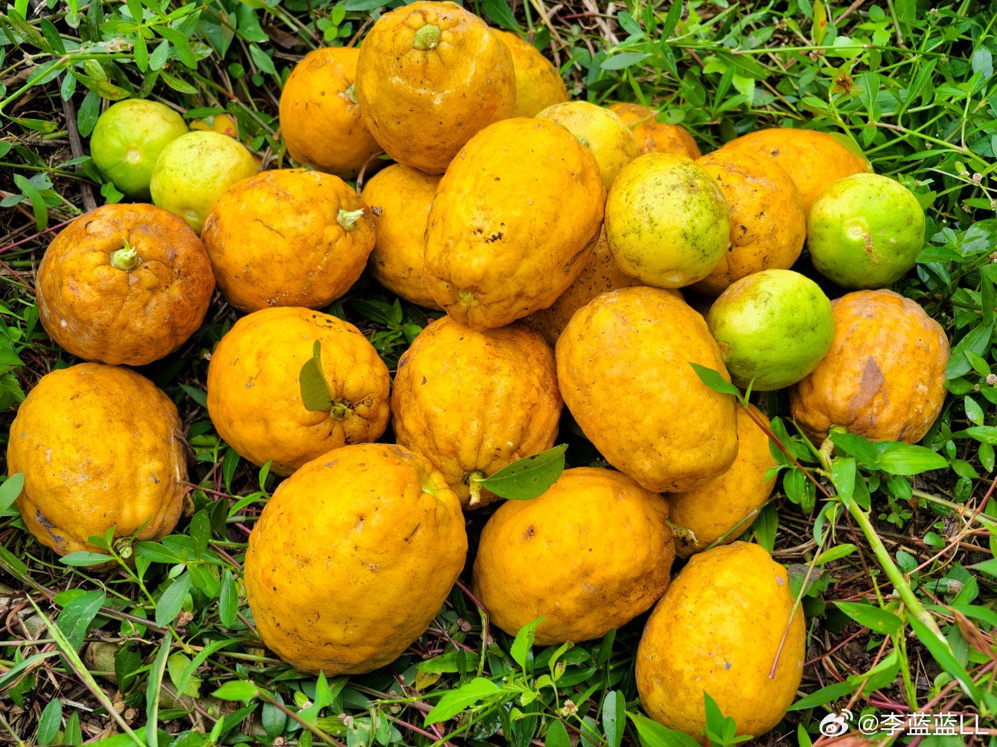 我三年前种下的香水柠檬树。一直是野生放养模式，今天一看惊到了，结了好多大果子，就