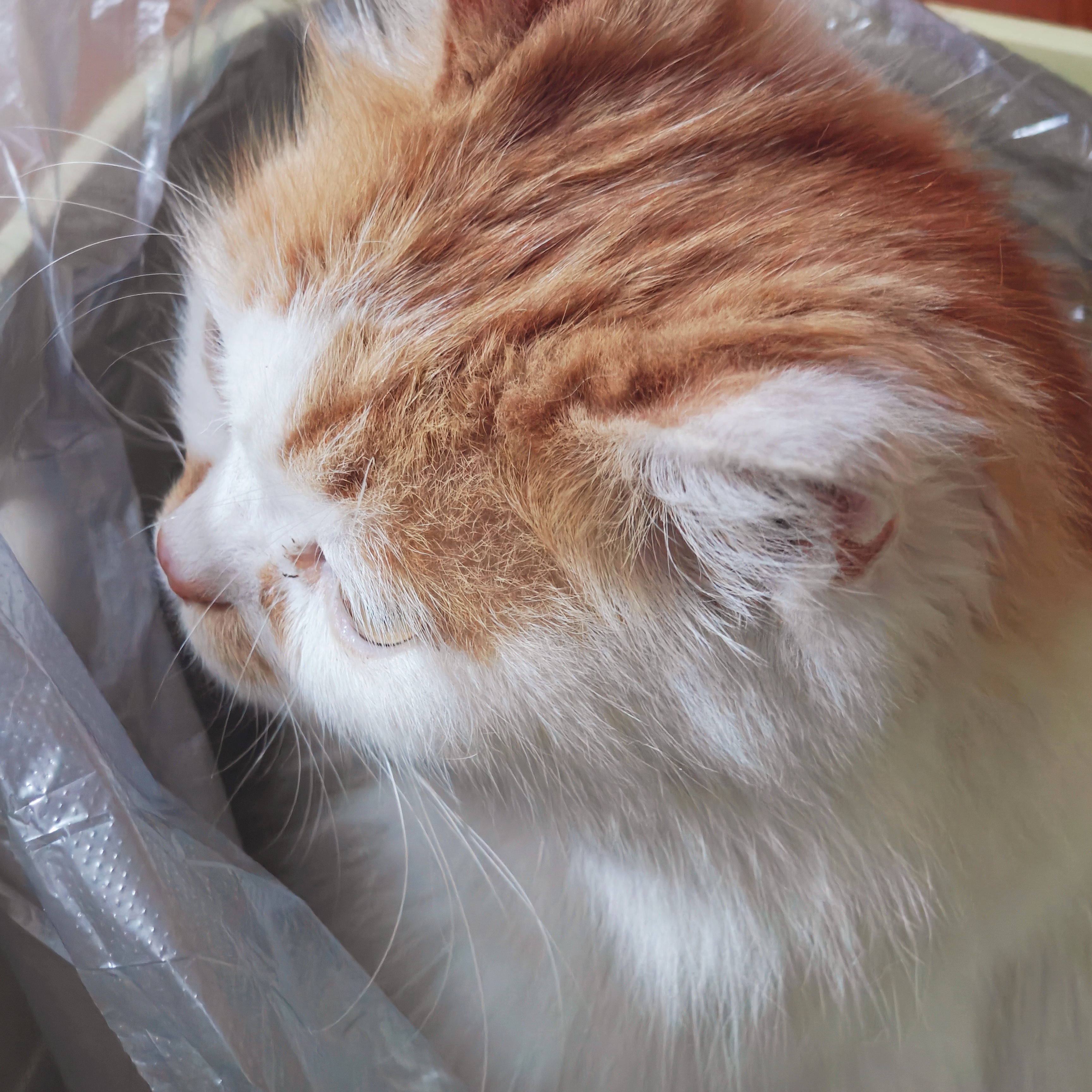 猜猜修喵在哪里