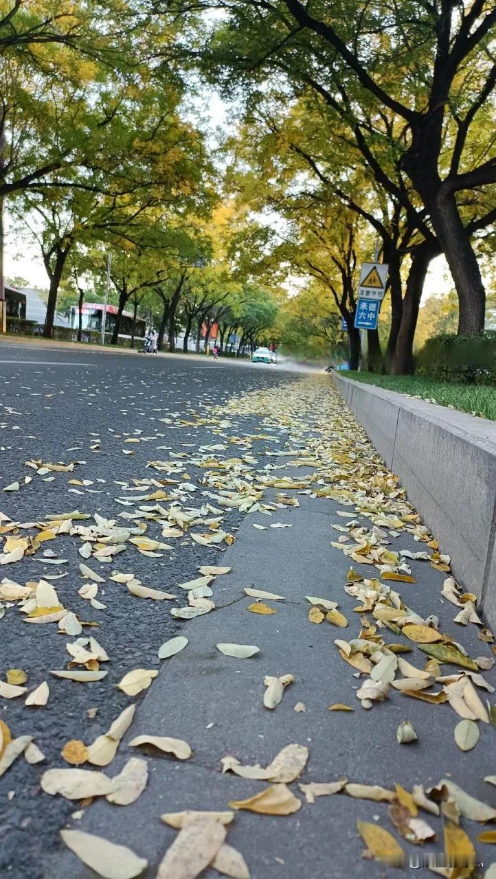 #秋日景色随手拍#树叶如蝴蝶般飘落。阳光透过枝叶的缝隙洒下，光影交错，构成一幅幅