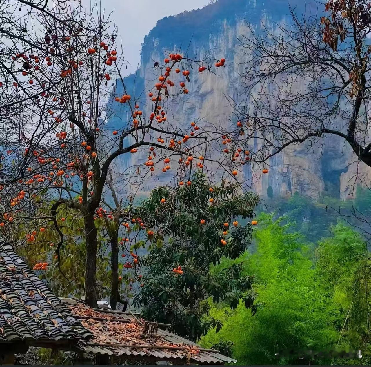 站在这山里，一眼就被满树的红柿子勾住了魂！光秃秃的枝桠上挂着一串串橙红的柿子，像