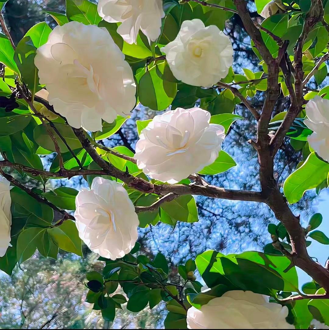 阳光穿过叶隙，在花瓣上撒下碎金。这满枝的白，是春天最干净的心事。 