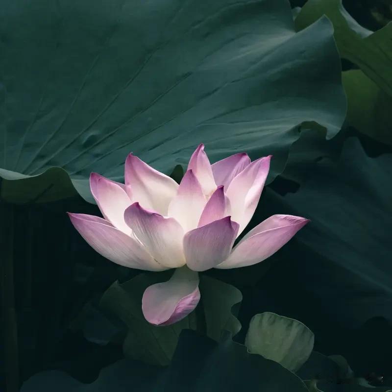 偶尔
也会在家人面前唠叨一番
将内心的想法表达出来
有一吐为快的感觉
又有唠叨后