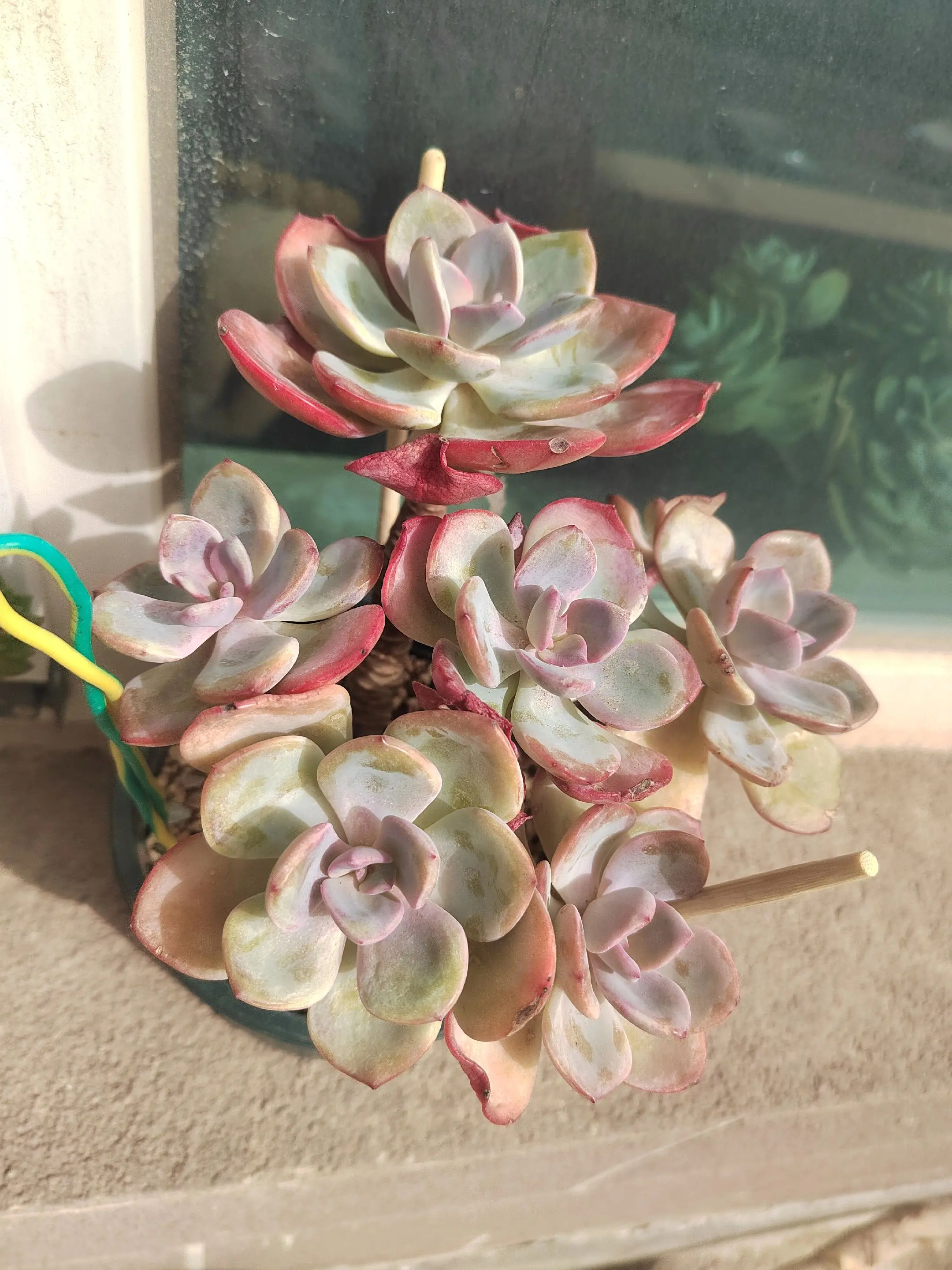 🌸🌸 这是我的花花，看看你的花花