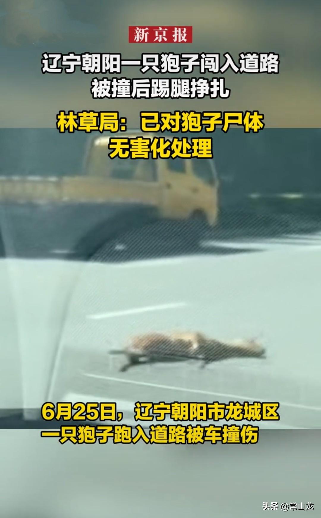 闯入道路被撞伤的野生狍子已死亡，林草局已对狍子尸体做了无害化处理。
这则新闻引起
