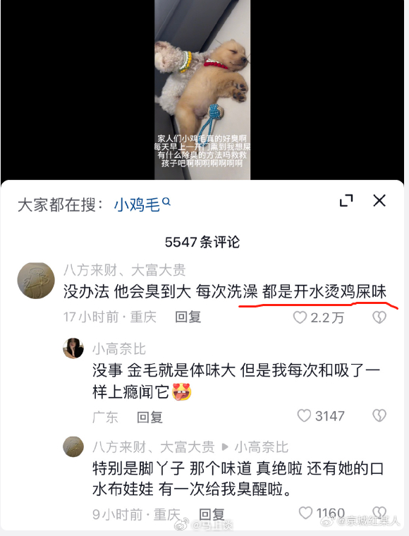 #小金毛居然是臭的# 开水烫鸡屎味，把我笑惨了…人有狐臭，狗有狗臭，套用时下的政