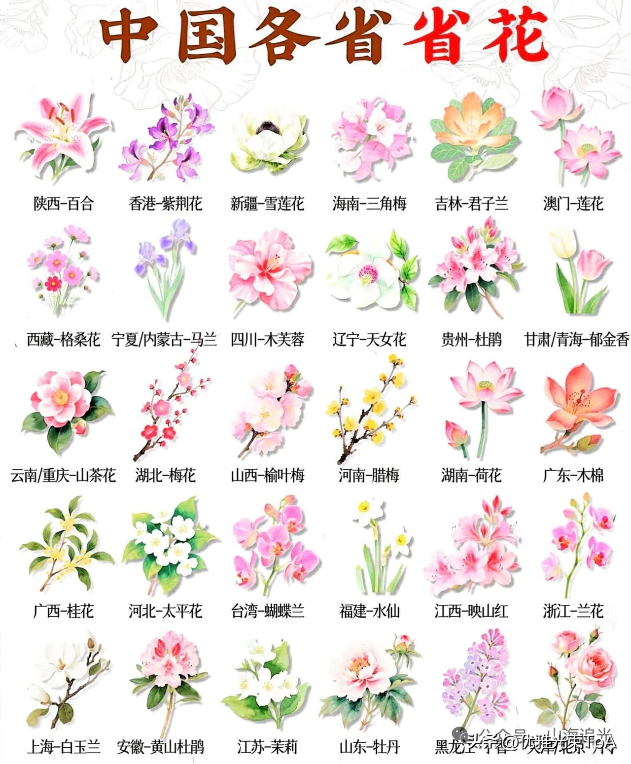 各省省花大集合，看看你的家乡是什么花🌸
 
很多人都不知道自己老家的省花！一花