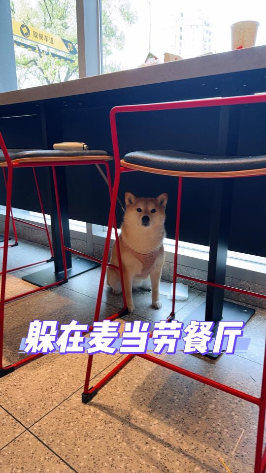 乖巧等餐的麦当柴🍔