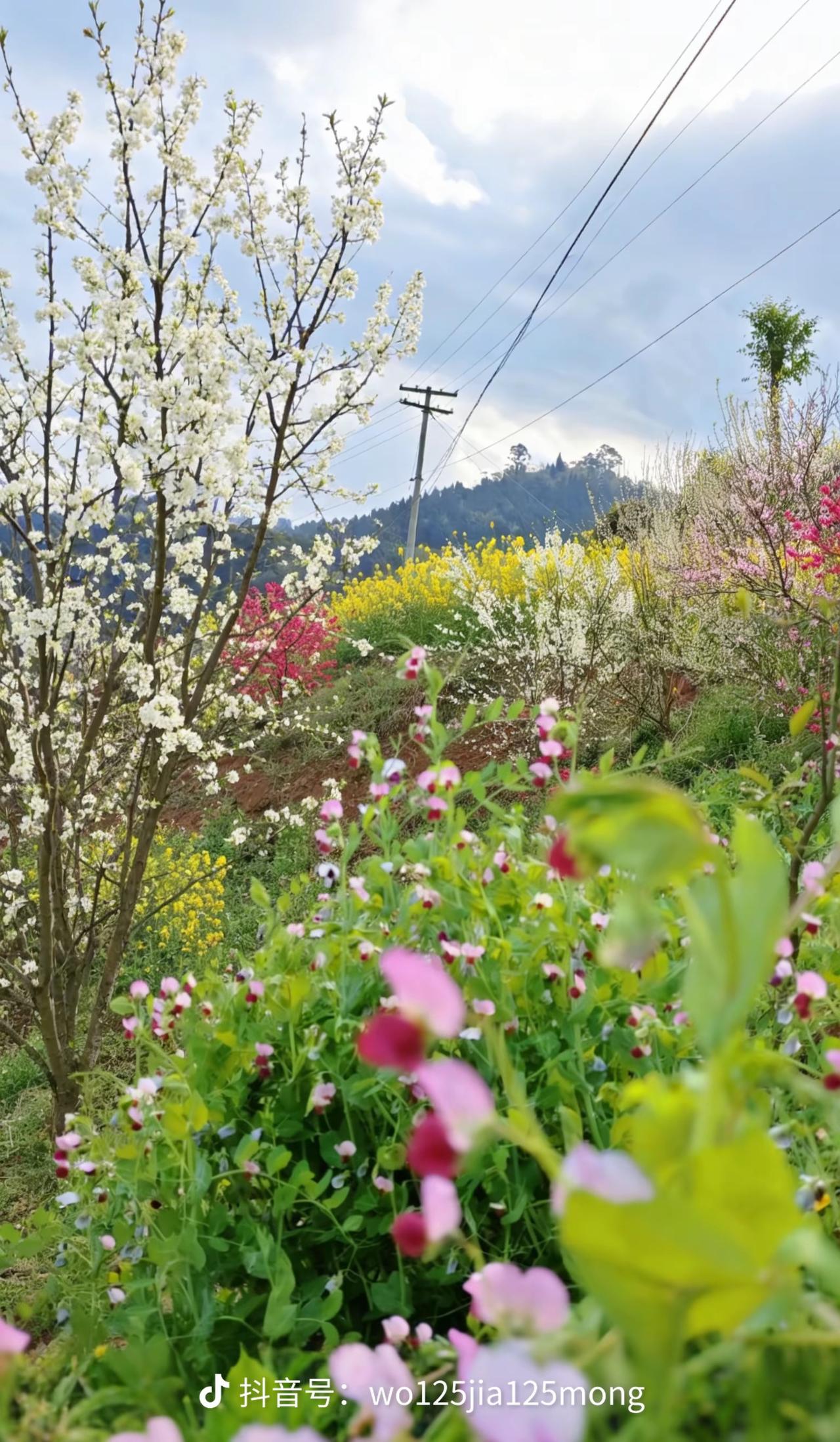 春日花海，粉白相间，生机盎然！🌸🌸🌸