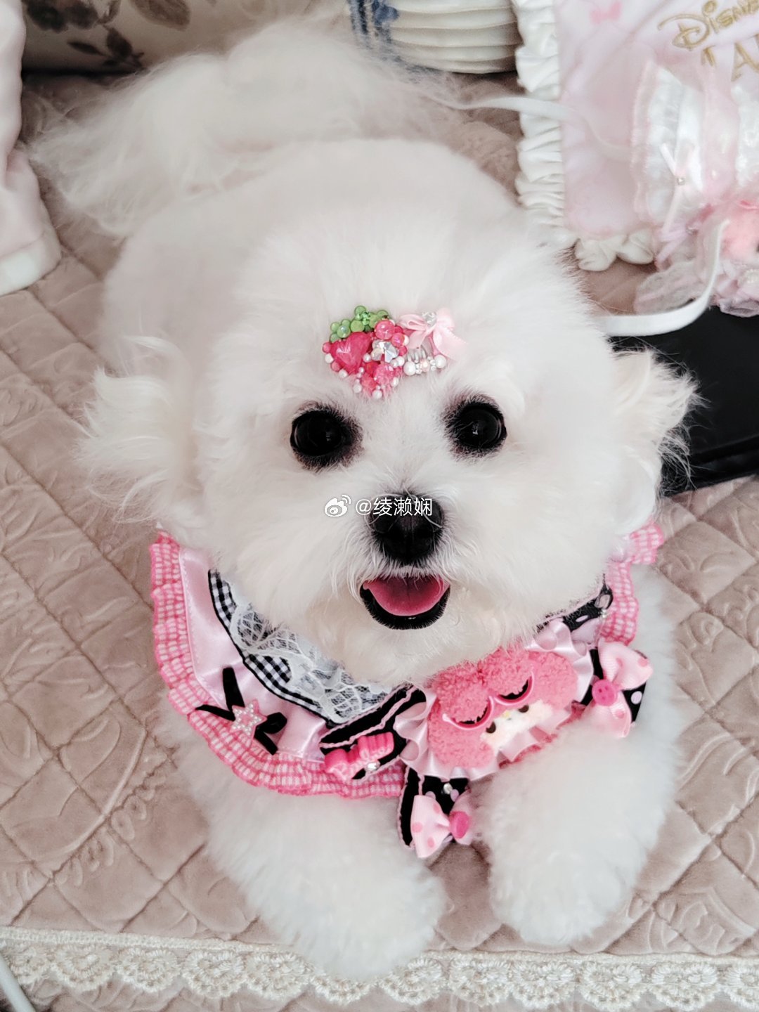 女儿剪毛前🐶剪毛后笑死我了没剪毛还像个流氓兔哈哈哈哈哈萌宠比熊家有比熊