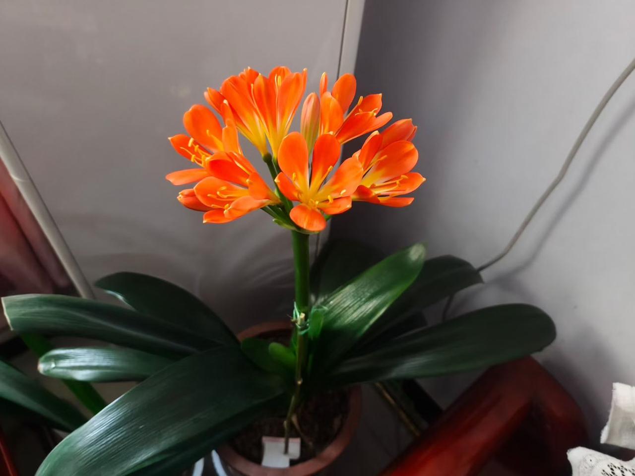 分享我这周有趣的事：家里养的君子兰开了，我心情非常的好，君子兰很难养，让君子兰开